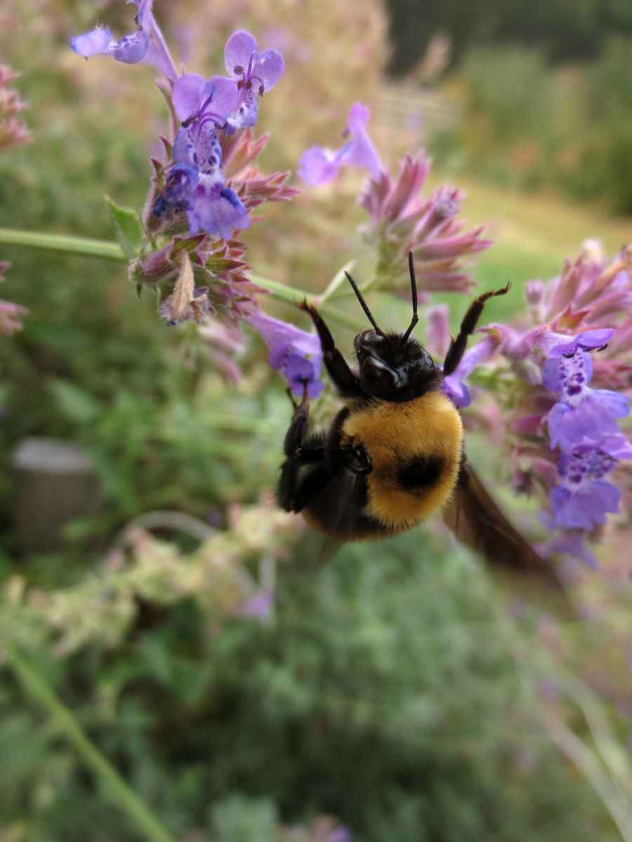Bee on catmint by Susan Fluegel